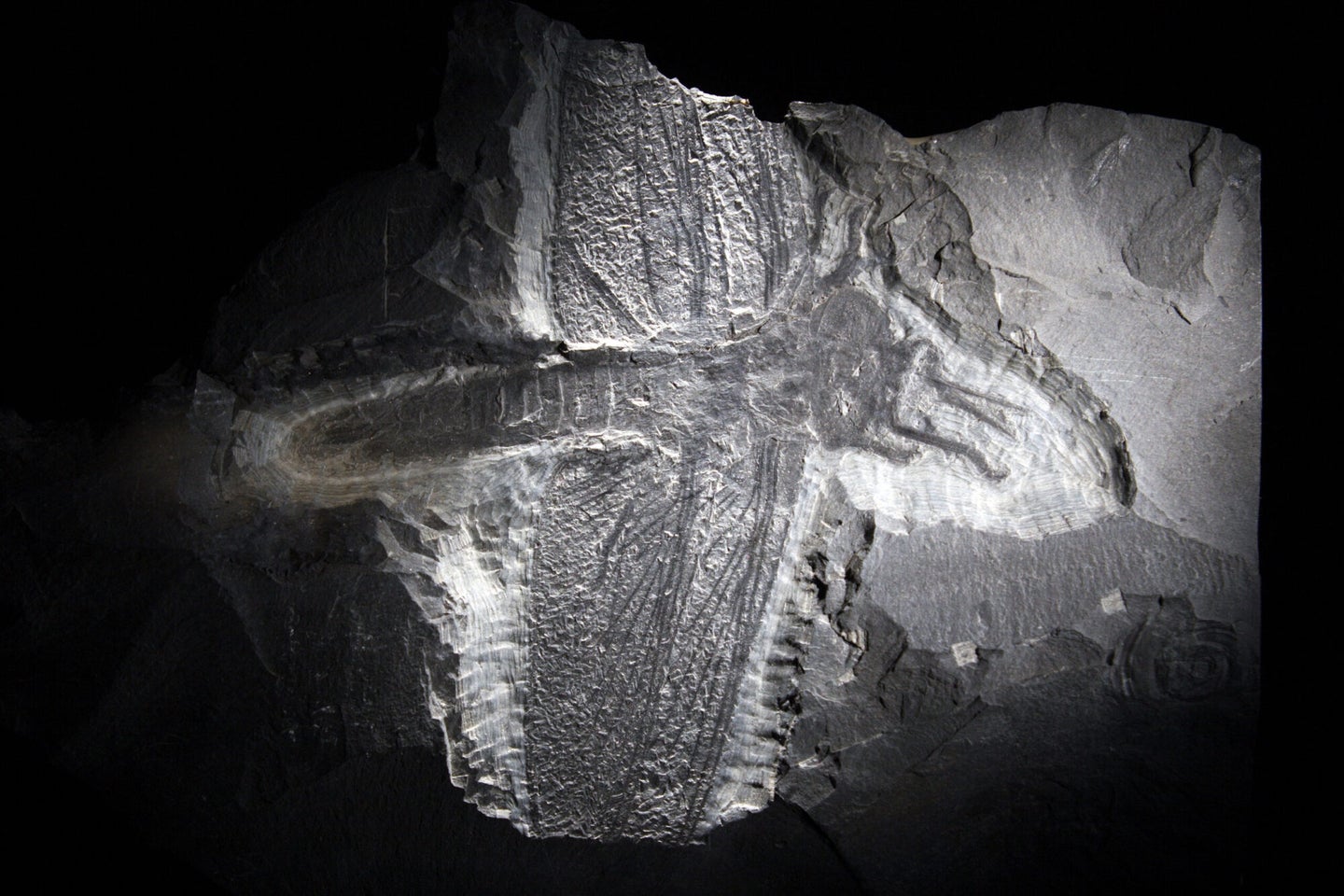 A winged insect fossil in rock is about 300 million years old, a fossil example of an early animal to take flight.