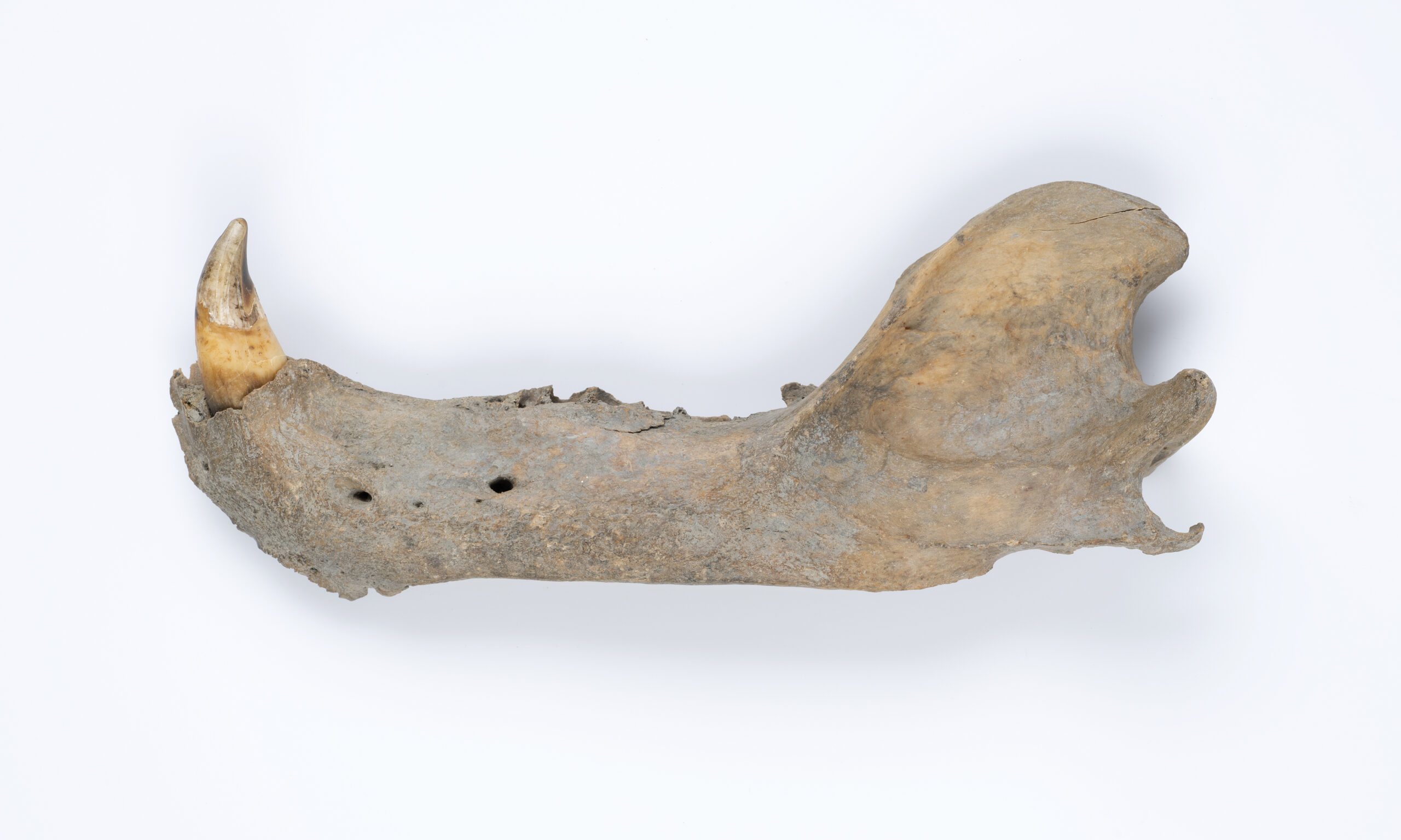 What an ancient jawbone reveals about polar bear evolution