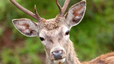 ‘Zombie deer’ disease is killing herds across the country