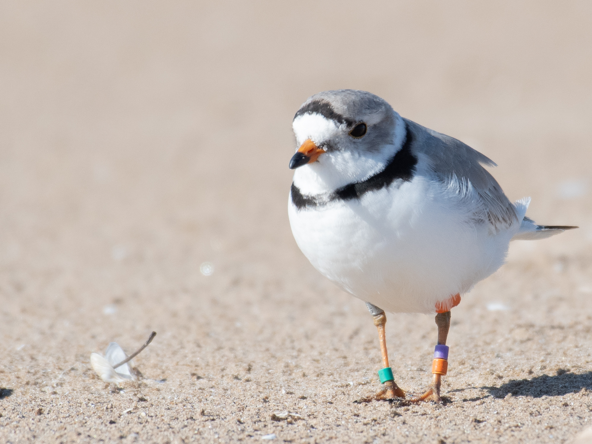 A piping plover shorebird walks on sand, with tawny feathers on his back, a white stomach, a black band of feathers on his neck, and a green band on his ankle