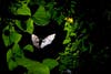 Indian fruit bat silhouette at night through leafy branches