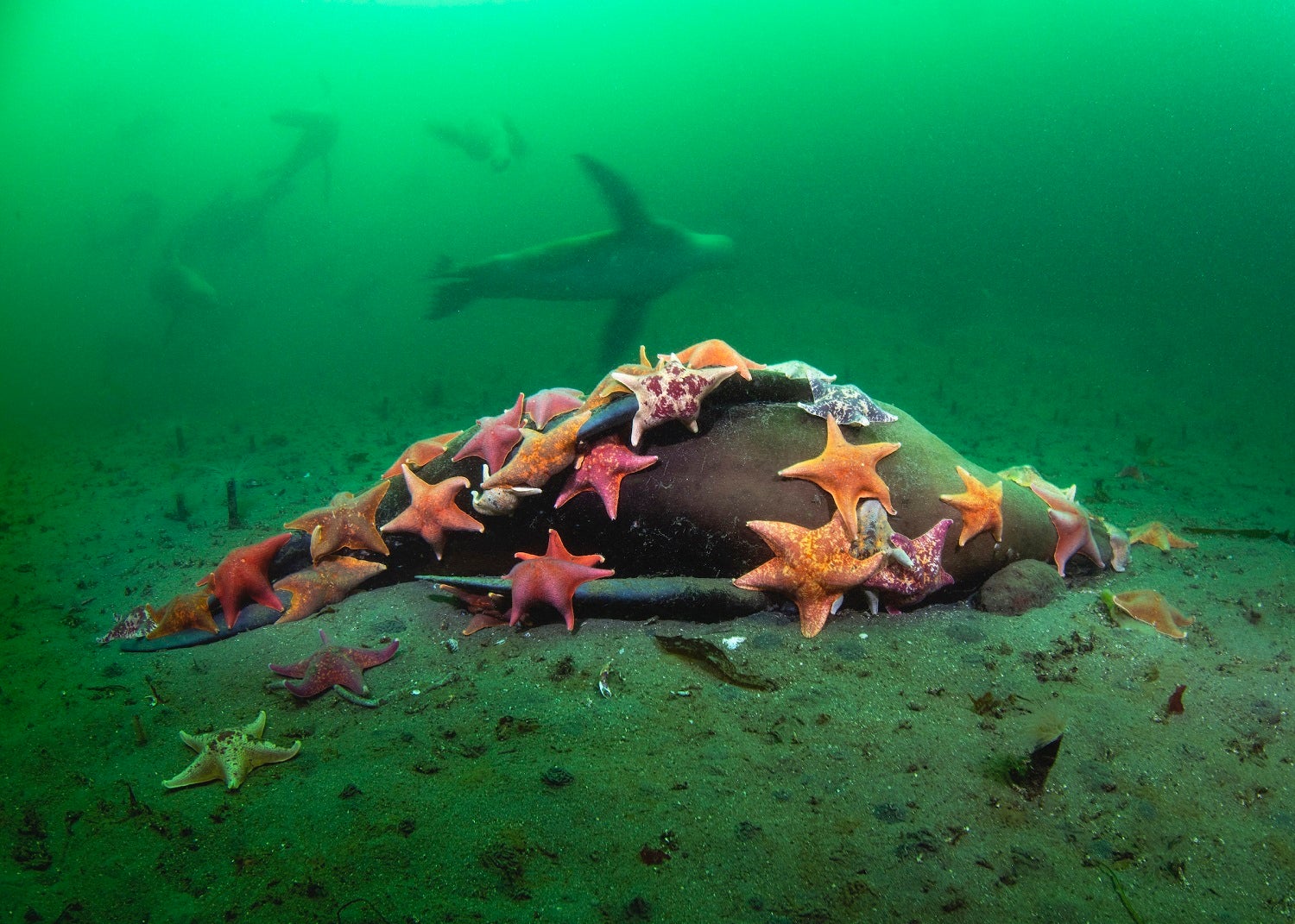 Dead sea lion covered in bat stars on the ocean floor