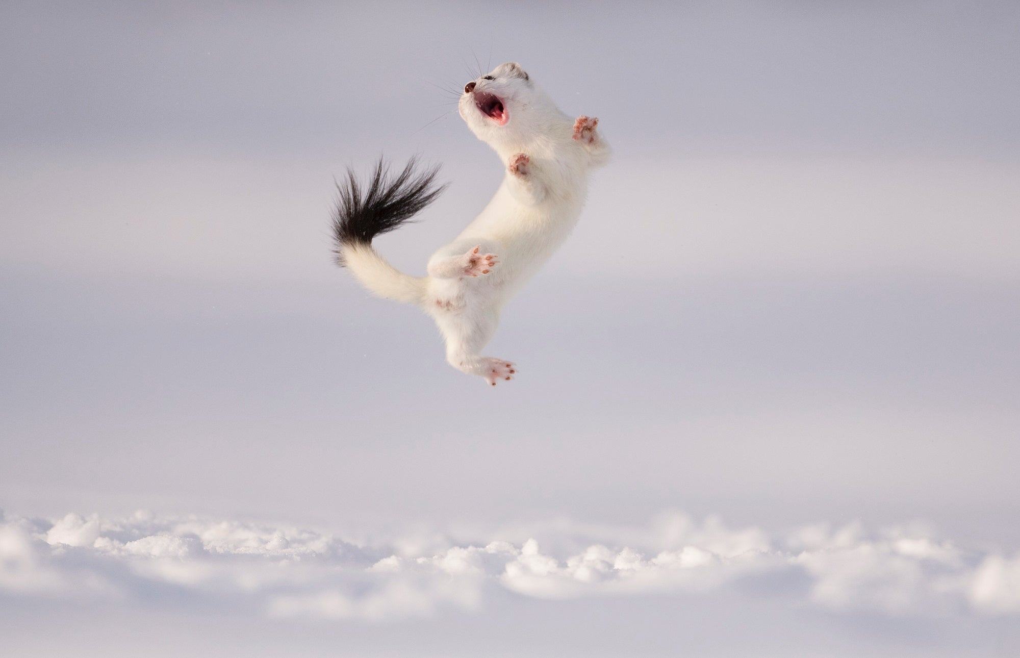 White stoat leaping above the snow with its mouth open