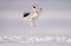 White stoat leaping above the snow with its mouth open