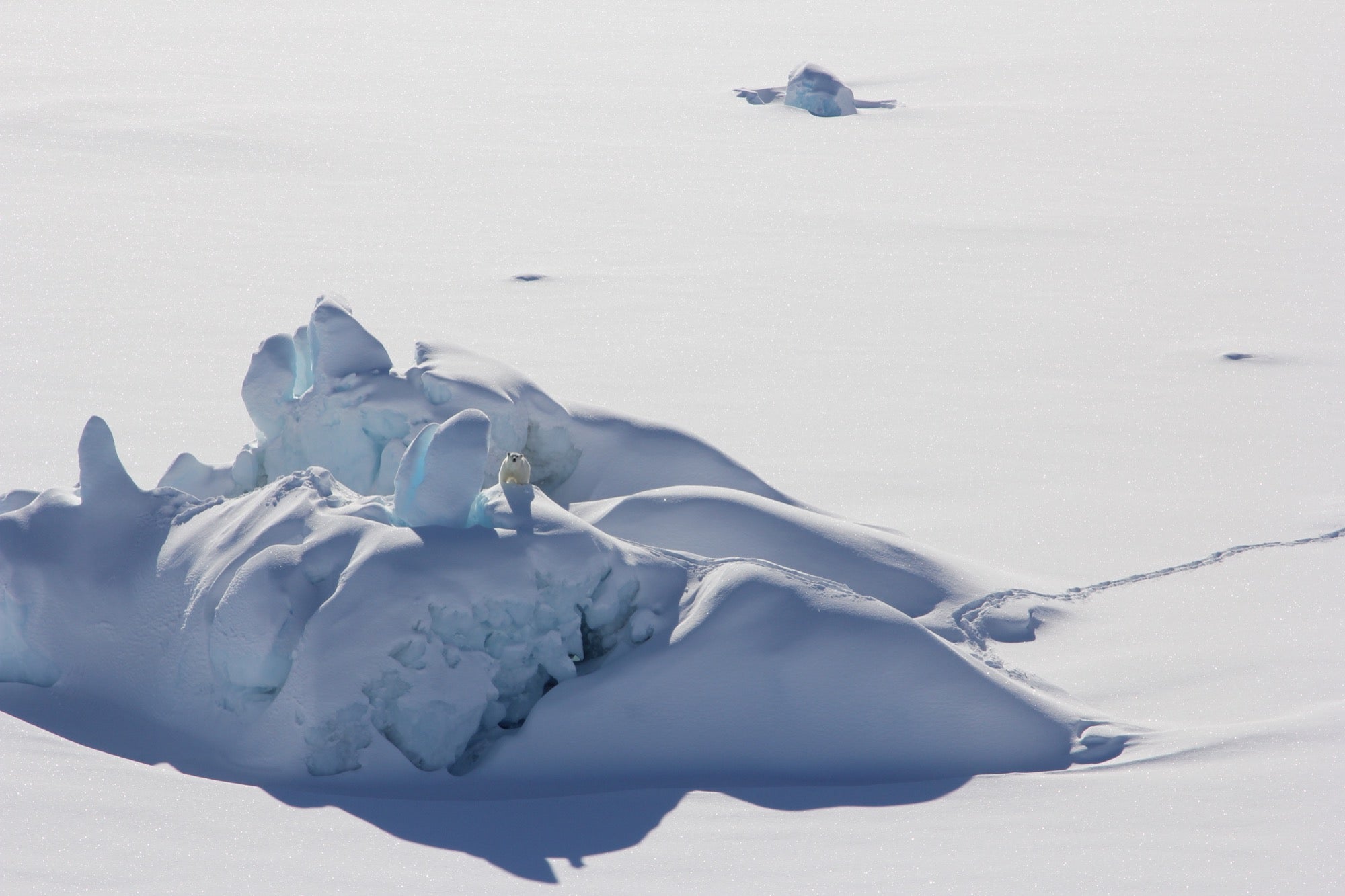 gambar jauh dari beruang kutub sendirian di gunung es