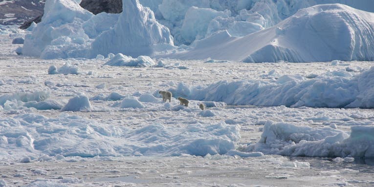 Greenland’s polar bears are learning to get around in a less icy world