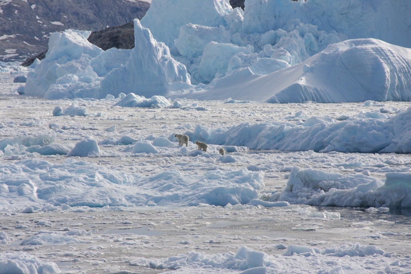 a family of polar bears walk on a glacier