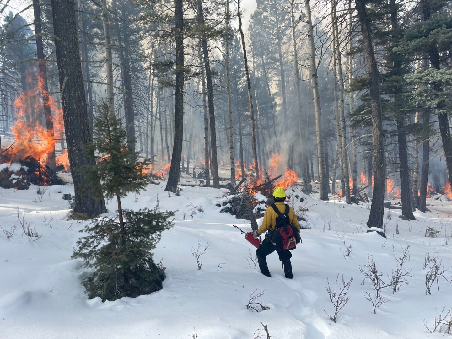 A firefighter stands holding a canister of gasoline in a snowy forest looking out over burning piles of underbrush.