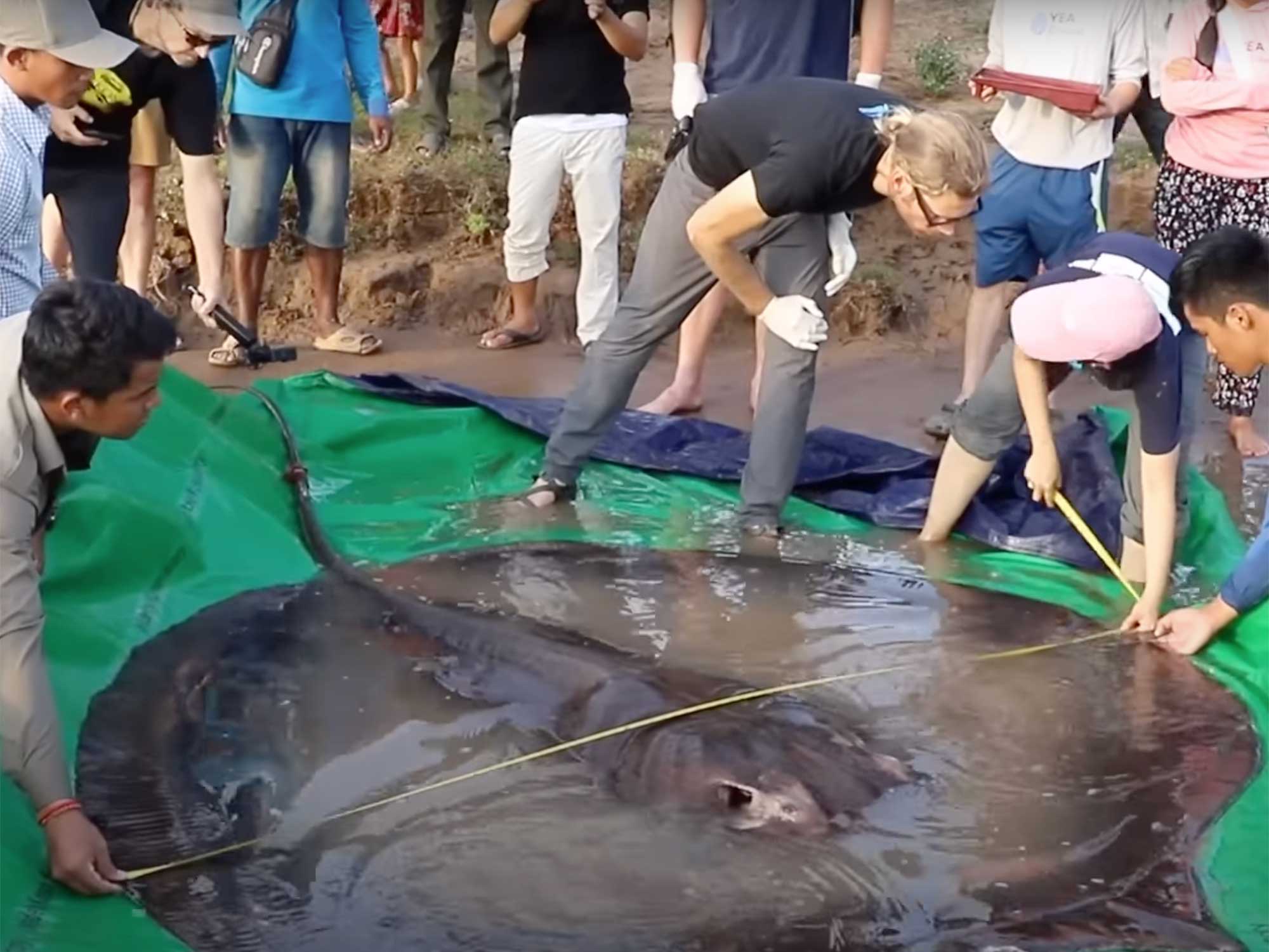 This is the largest freshwater fish ever caught