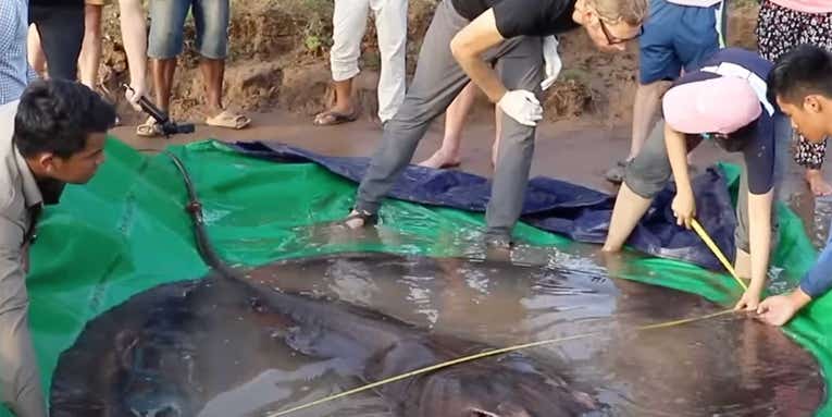 This is the largest freshwater fish ever caught