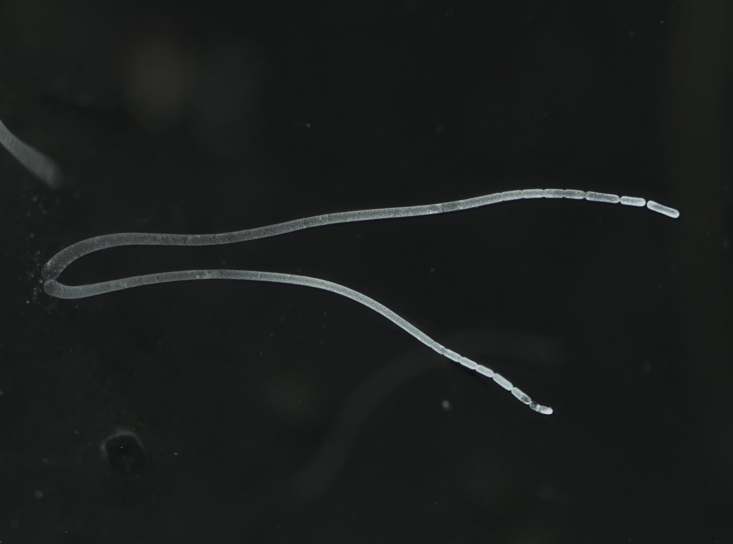Ca. Thiomargarita magnifica filamentous bacteria on black