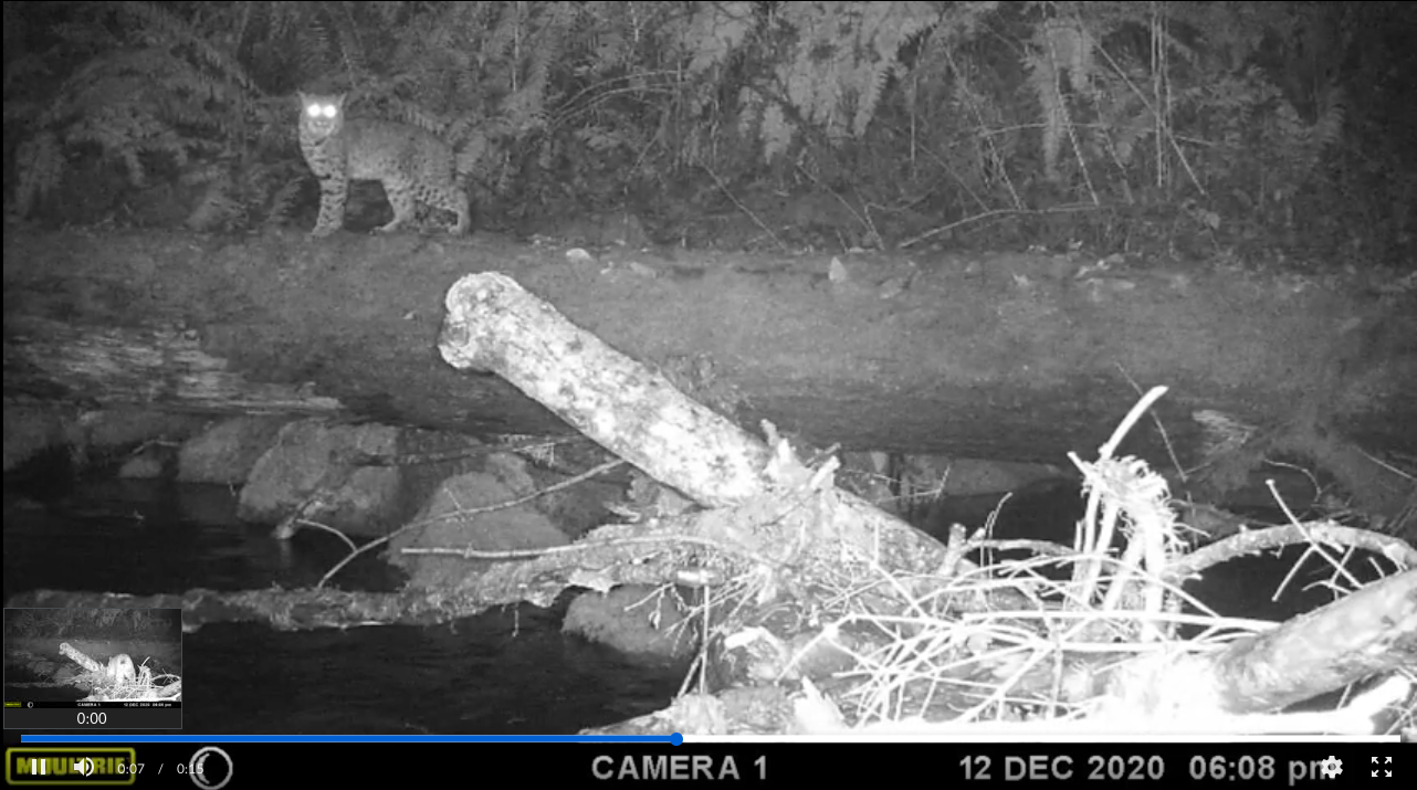 A night photo of a log with a bobcat in the background.
