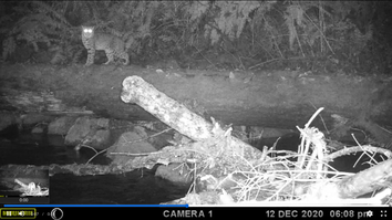 Watch bobcats, bears, and even birds use fallen logs as bridges