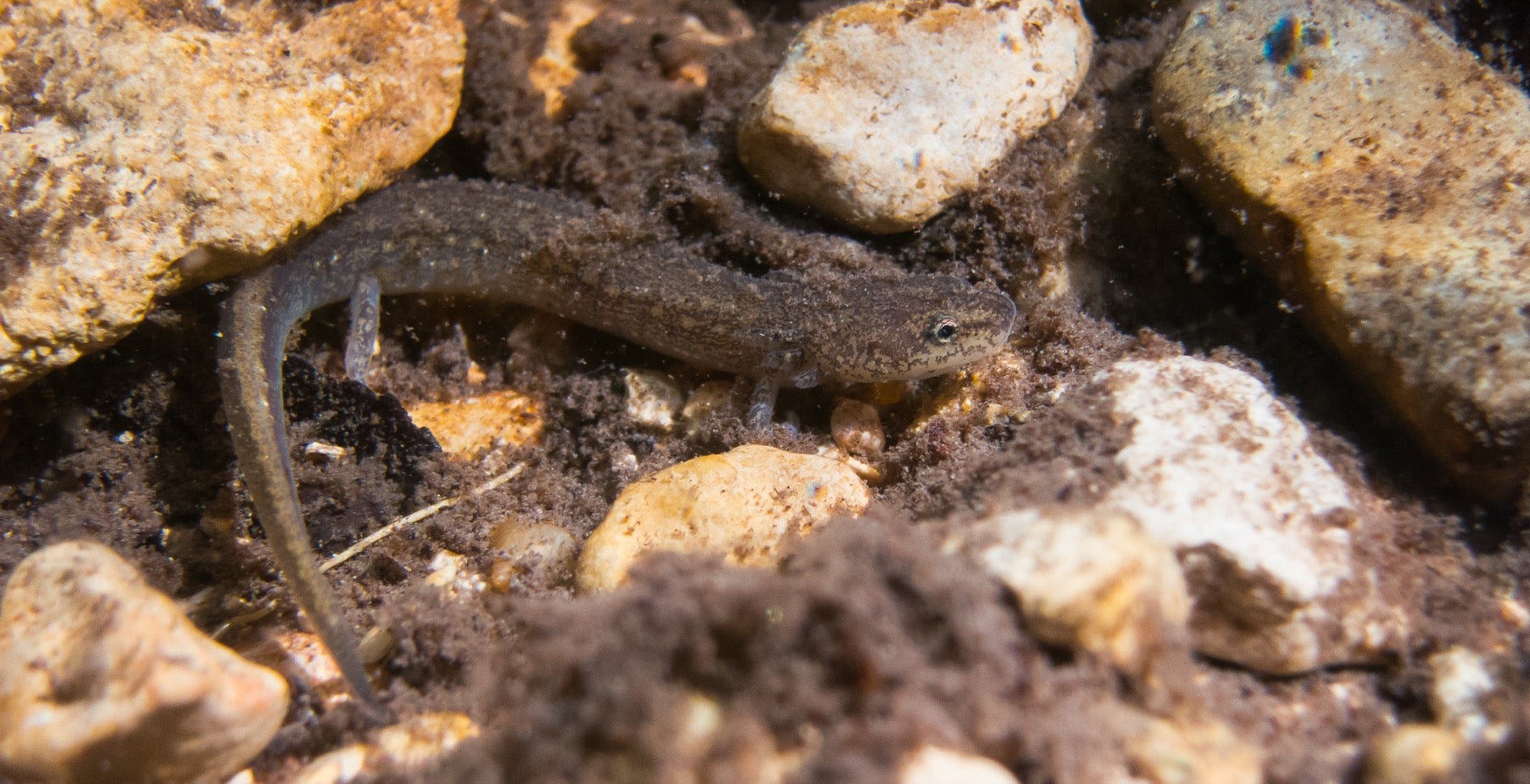a brown salamander on some rocks