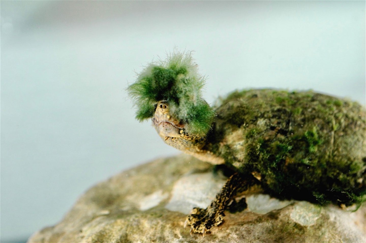 a turtle with a bit of moss on its face