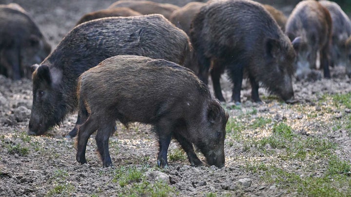 Returning wolves could be the answer to Rome’s feral hog problem