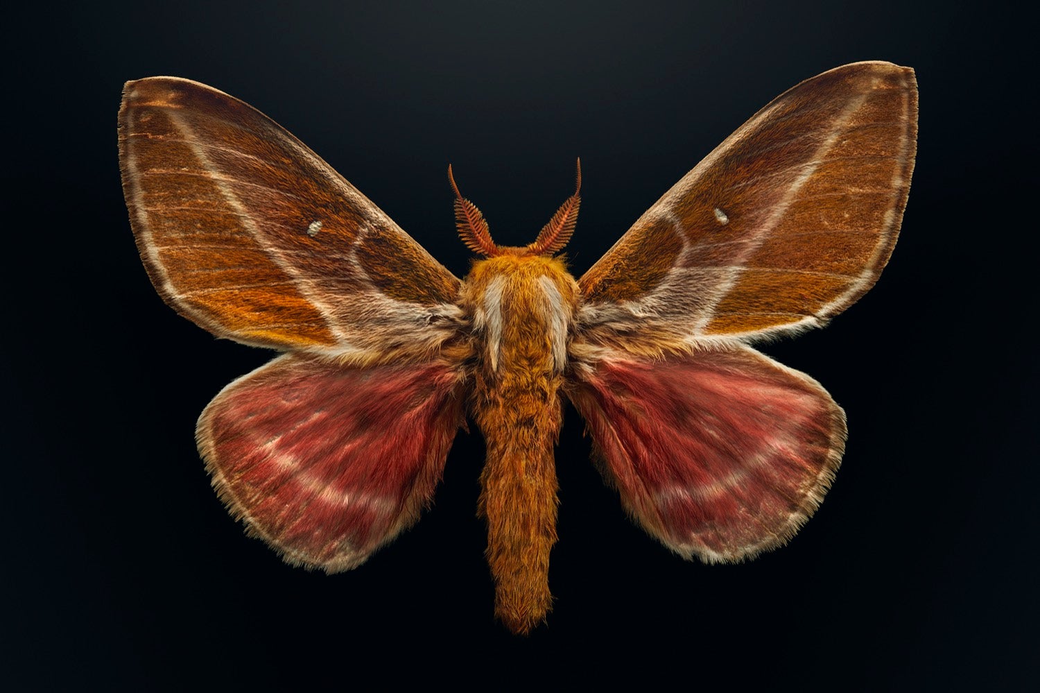 a tan and pink winged moth