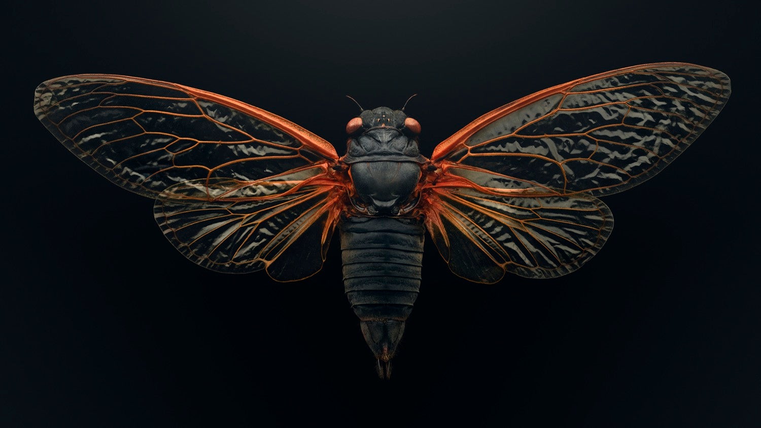a close up of a black cicada with its wings stretched out