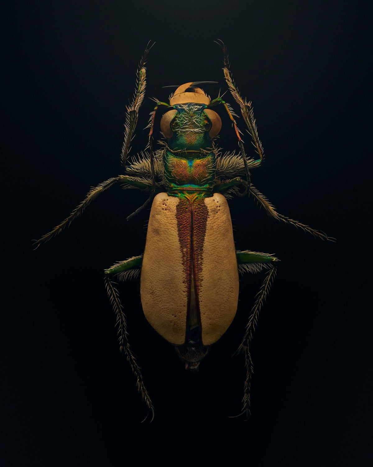 a close up of a green and yellow shimmery beetle