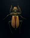 a close up of a green and yellow shimmery beetle