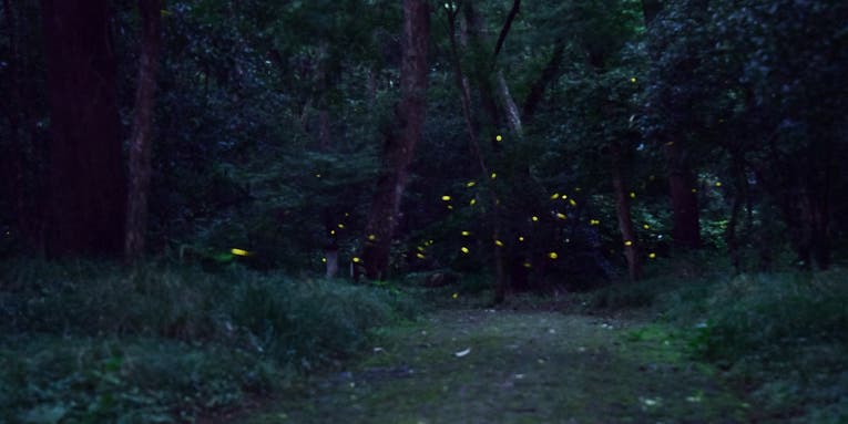 The land of lost fireflies is probably a humble New Jersey bog