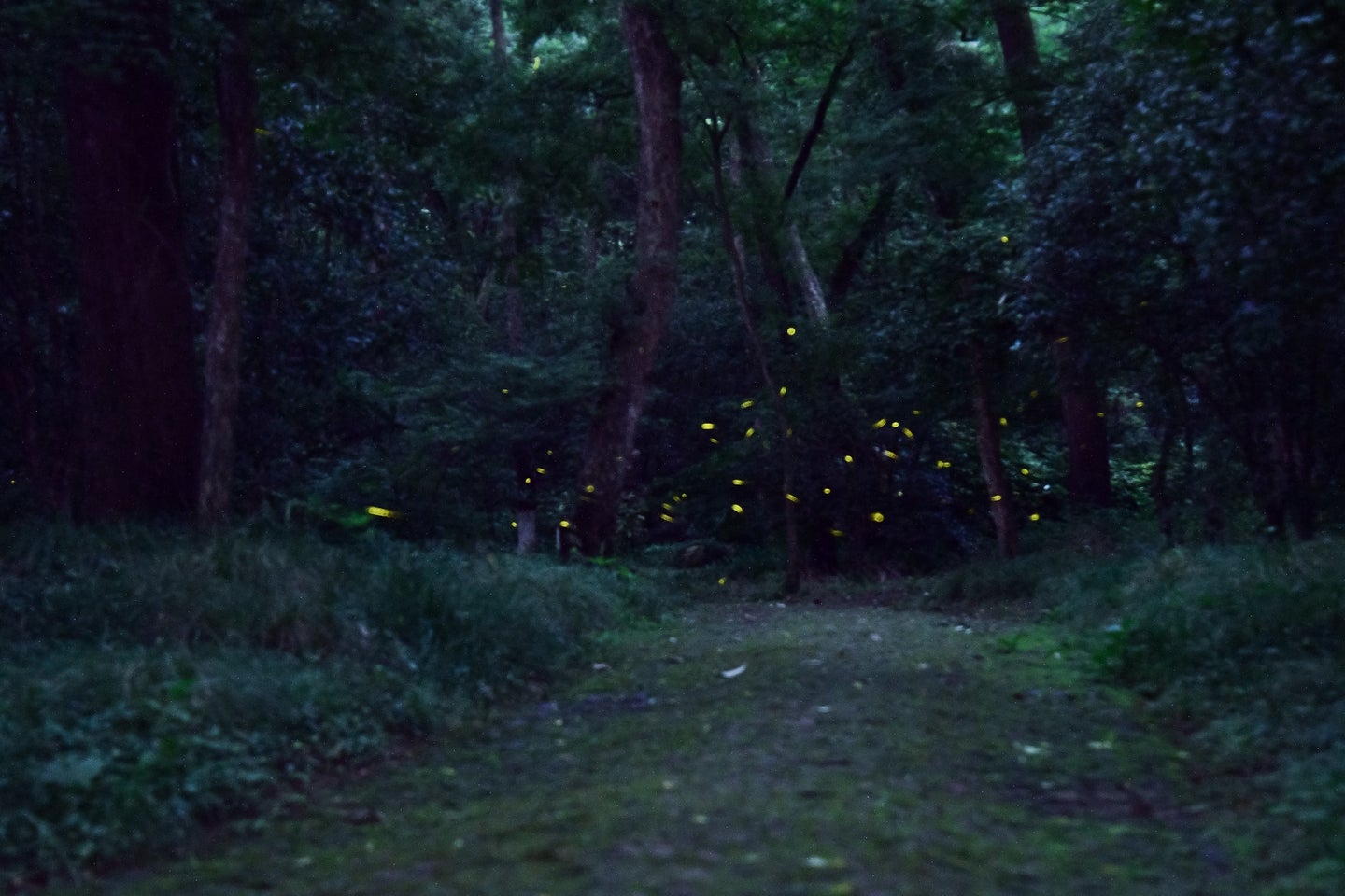 Firefly or lighting bug display in summer in a forest clearing