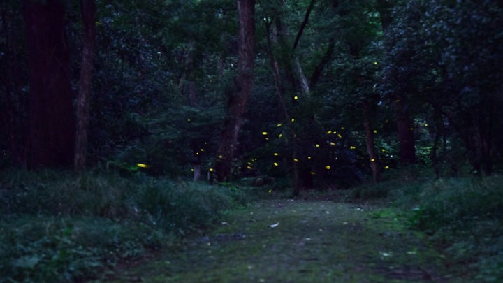 The land of lost fireflies is probably a humble New Jersey bog