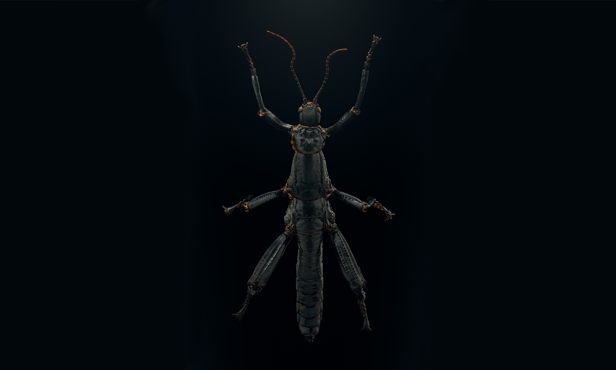 a large black stick bug isolated on a black background
