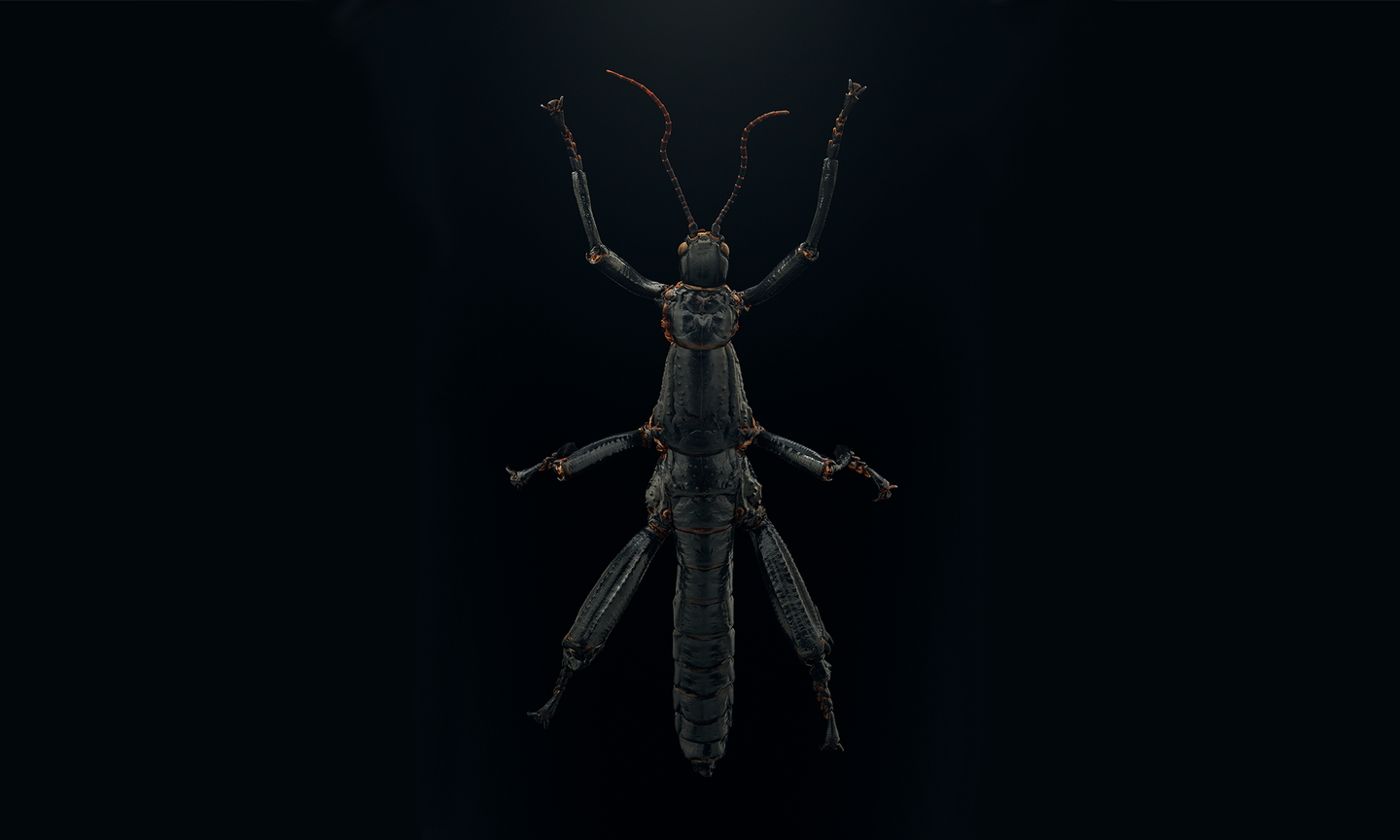 a large black stick bug isolated on a black background