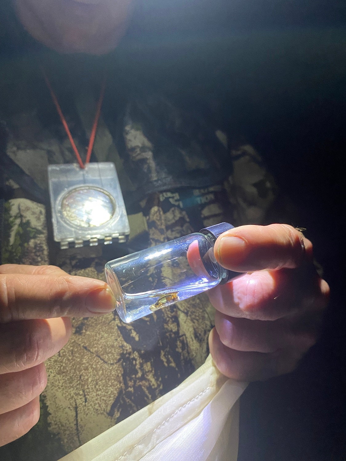 Ecologist with head lamp holding a vial with a firefly