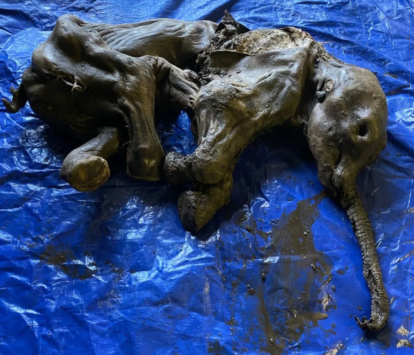 Baby woolly mammoth from North American permafrost with trunk intact stretched out on blue tarp