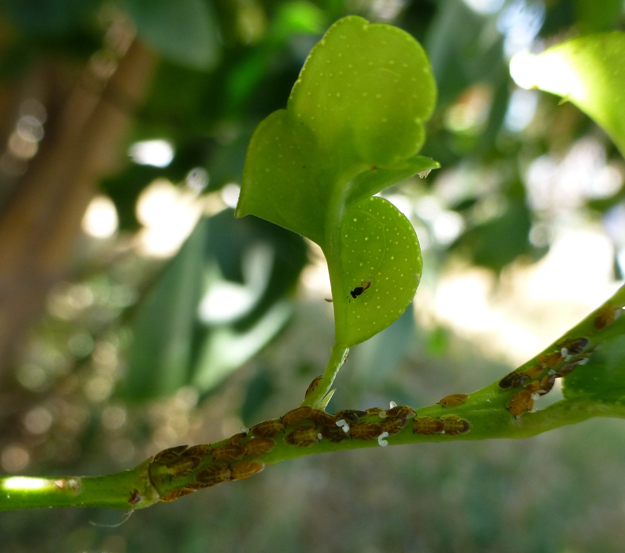 How hungry, stingless wasps turned USDA’s weapon of selection to help save southern citrus trees