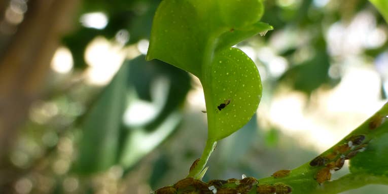 How hungry, stingless wasps became USDA’s weapon of choice to save southern citrus trees
