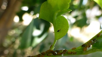 How hungry, stingless wasps became USDA’s weapon of choice to save southern citrus trees