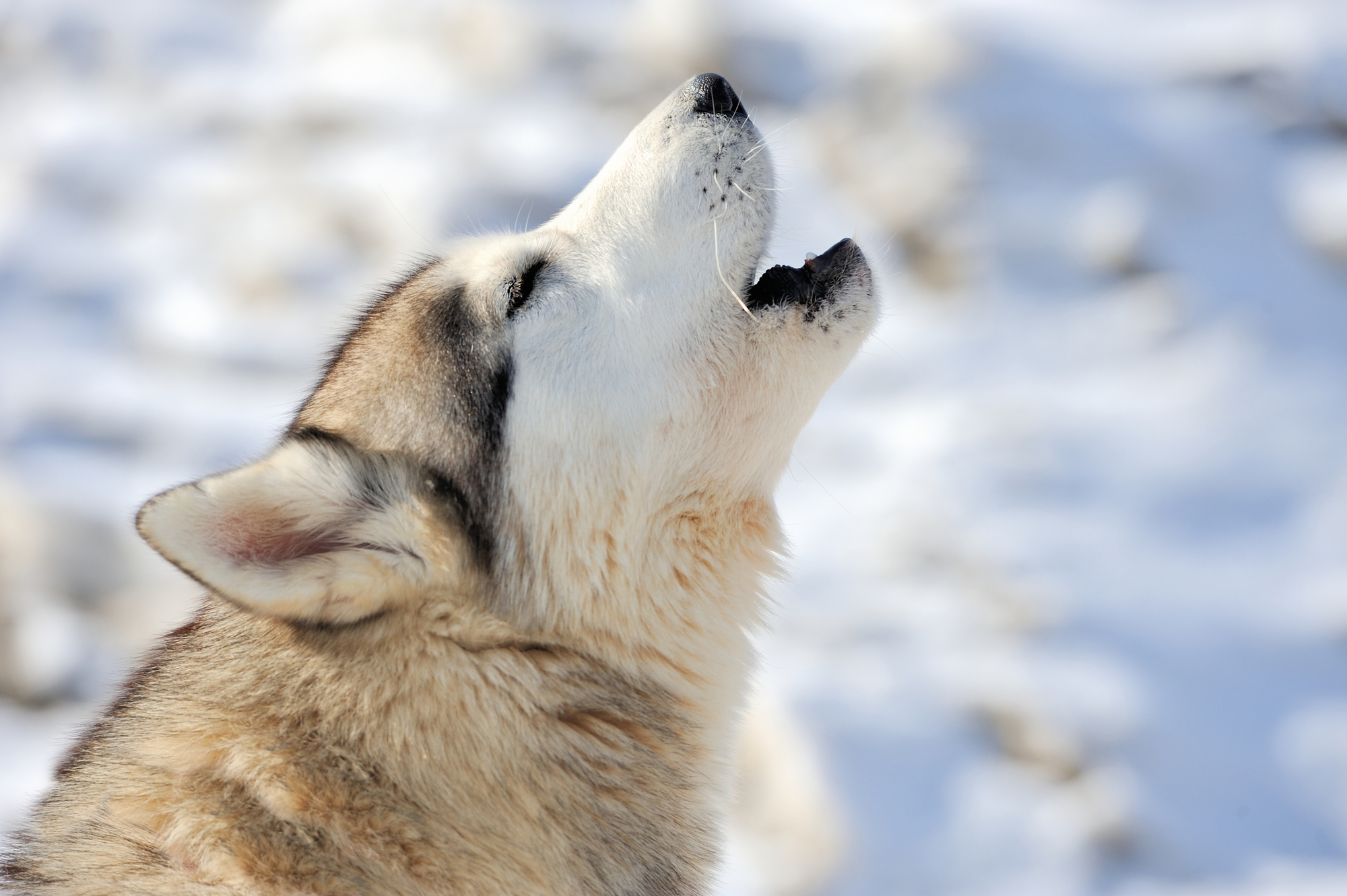 Ancient wolf DNA is being used to sniff out where our love story with dogs began