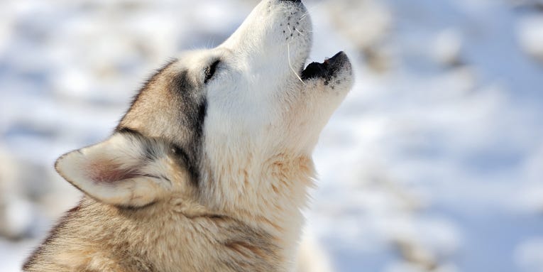 Ancient wolf DNA is being used to sniff out where our love story with dogs began
