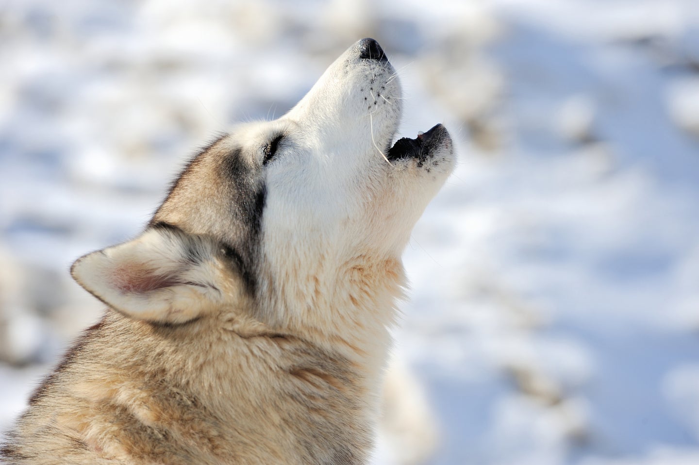 a siberian husky in the snow howls