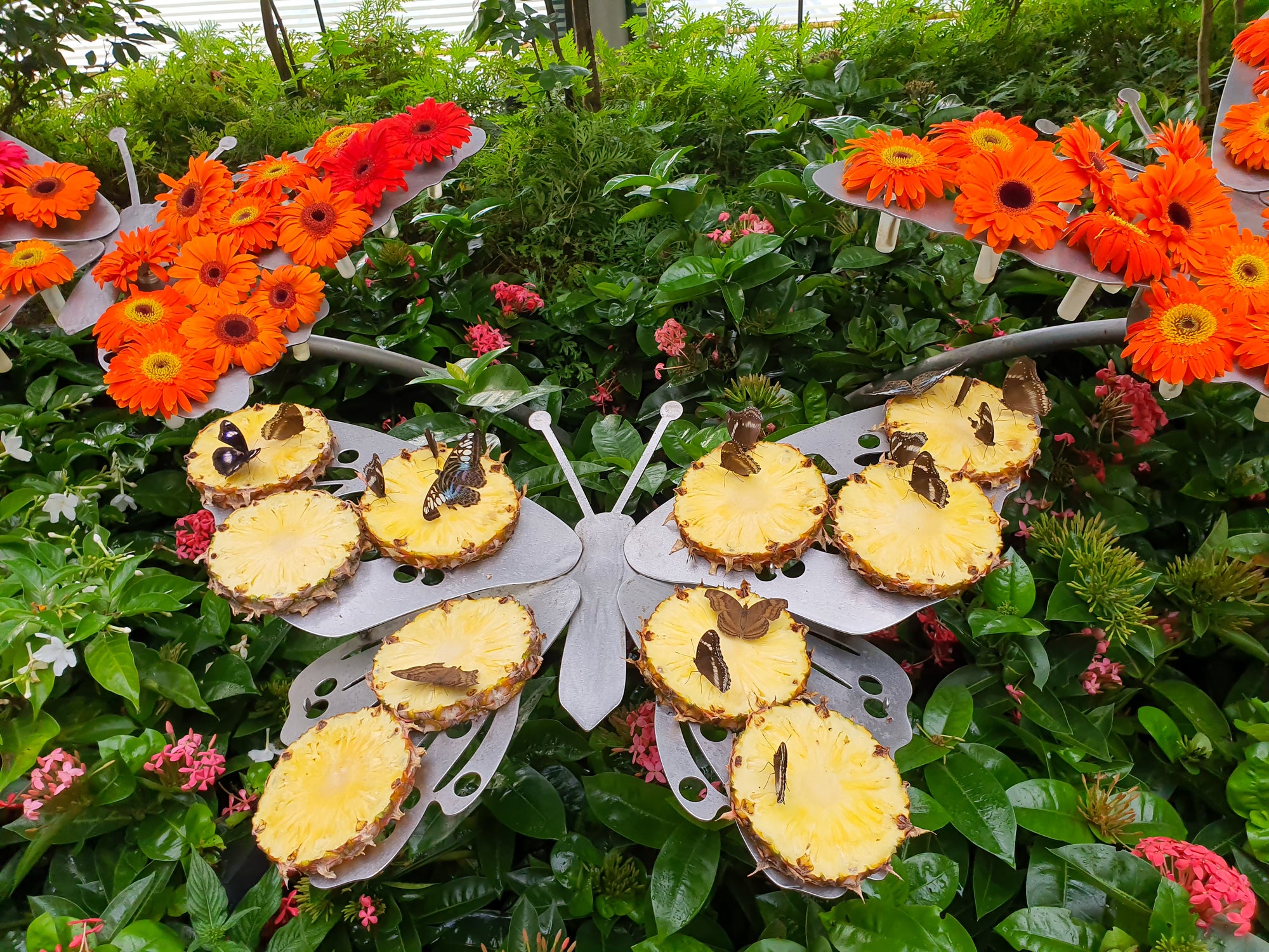 Butterflies on pineapple slices among tropical red flowers at the Changi Airport in Singapore