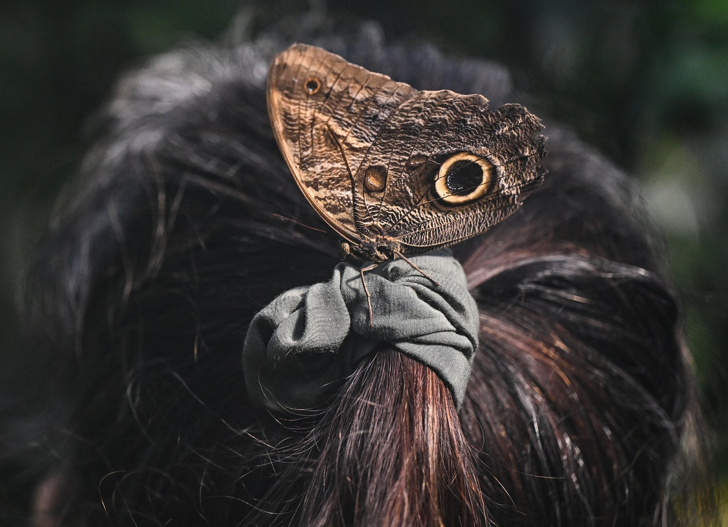 Banana butterfly on person's brown ponytail at butterfly house in Frankfurt, Germany