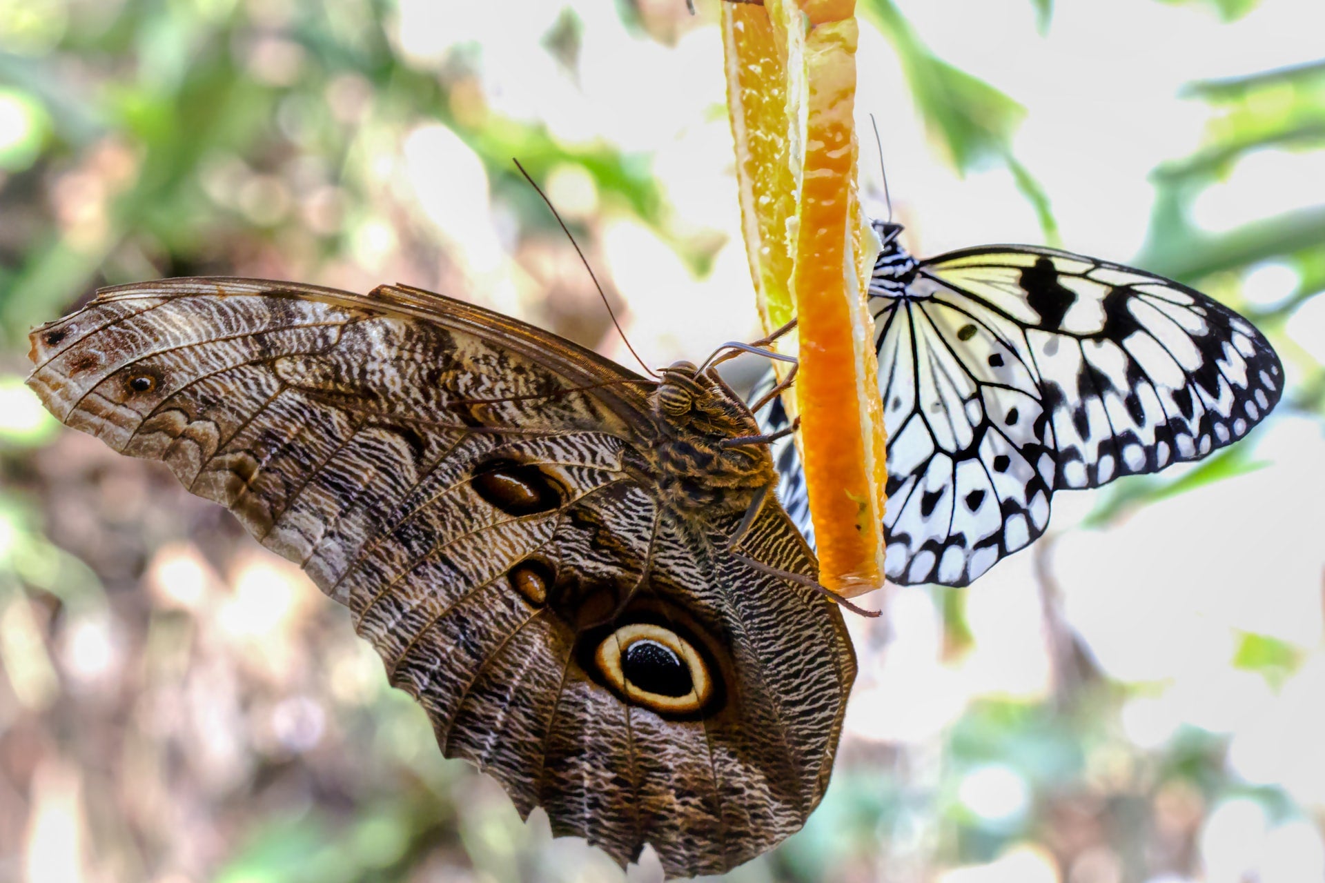 Kupu-kupu coklat dan kupu-kupu berbintik putih dan hitam pada irisan jeruk di Schmetterlinge di Wina