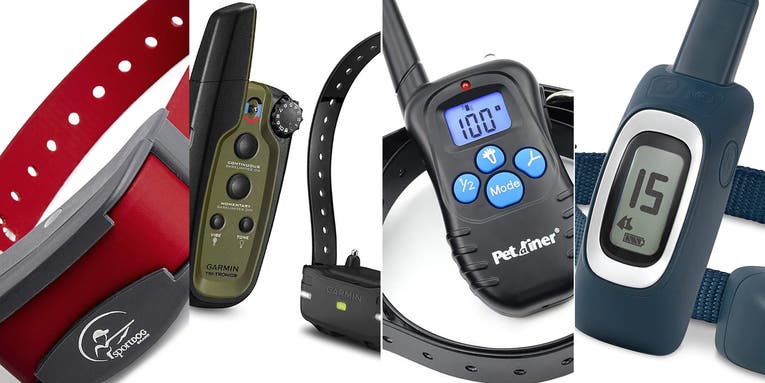 The best training collars for stubborn dogs in 2024