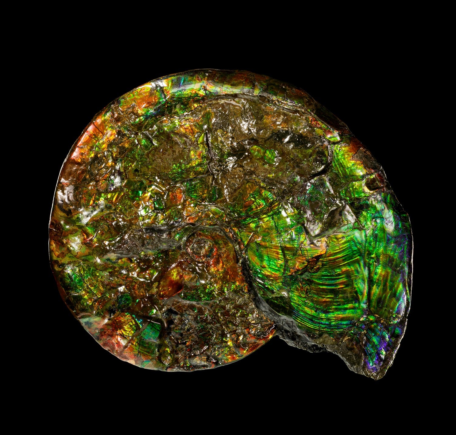 Iridescent opalized ammonite on black in a mineral catalog