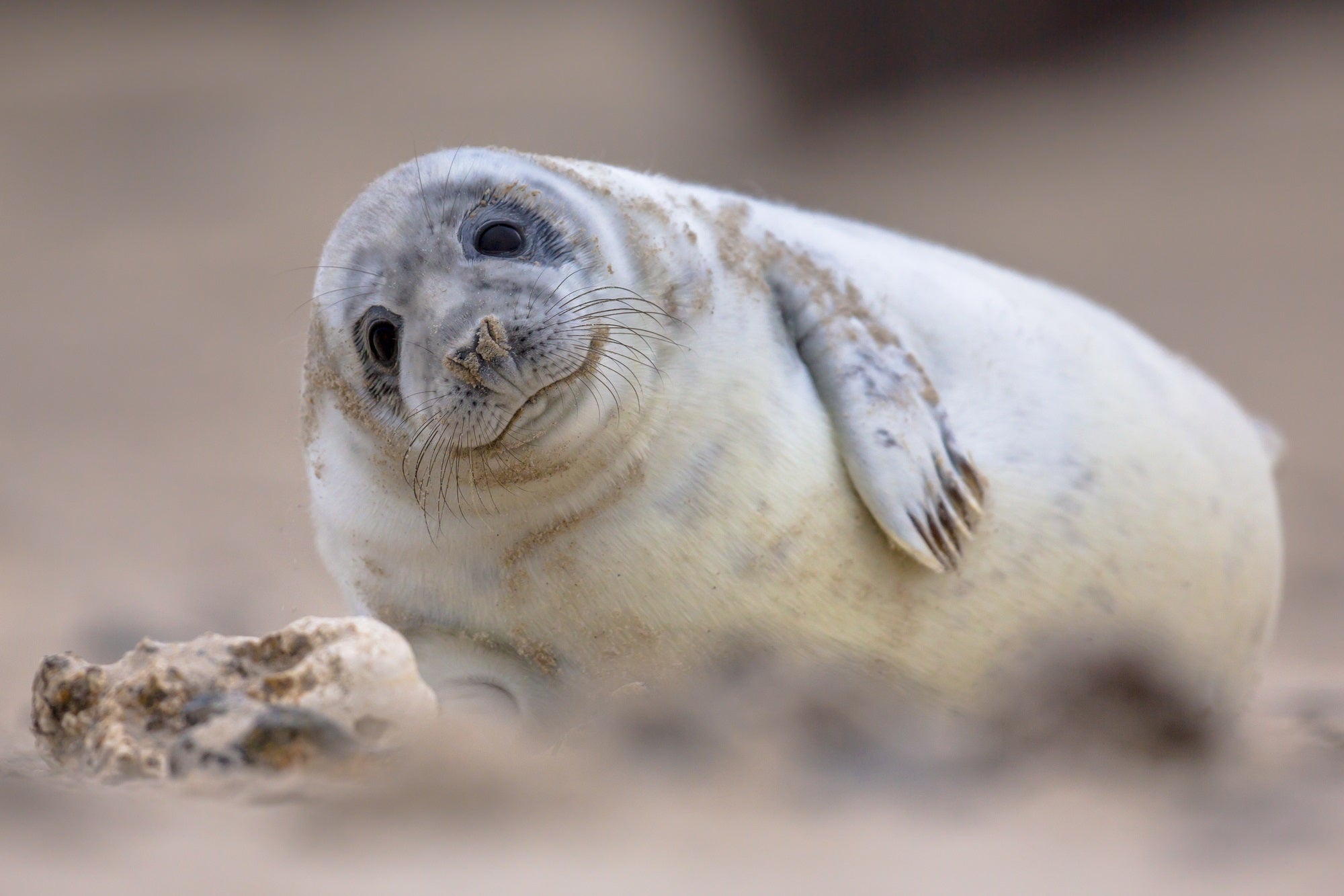 Facial recognition operates on seals. No, genuinely.