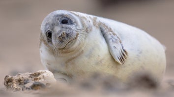Facial recognition works on seals. No, really.