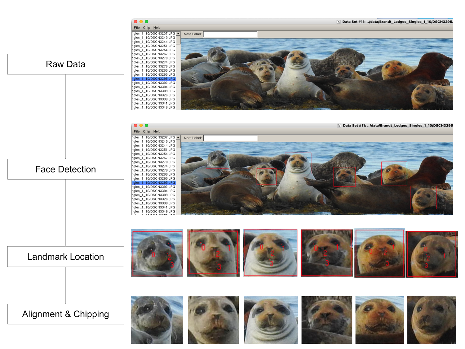 SealNet facial recognition software screenshot with multiple seal heads
