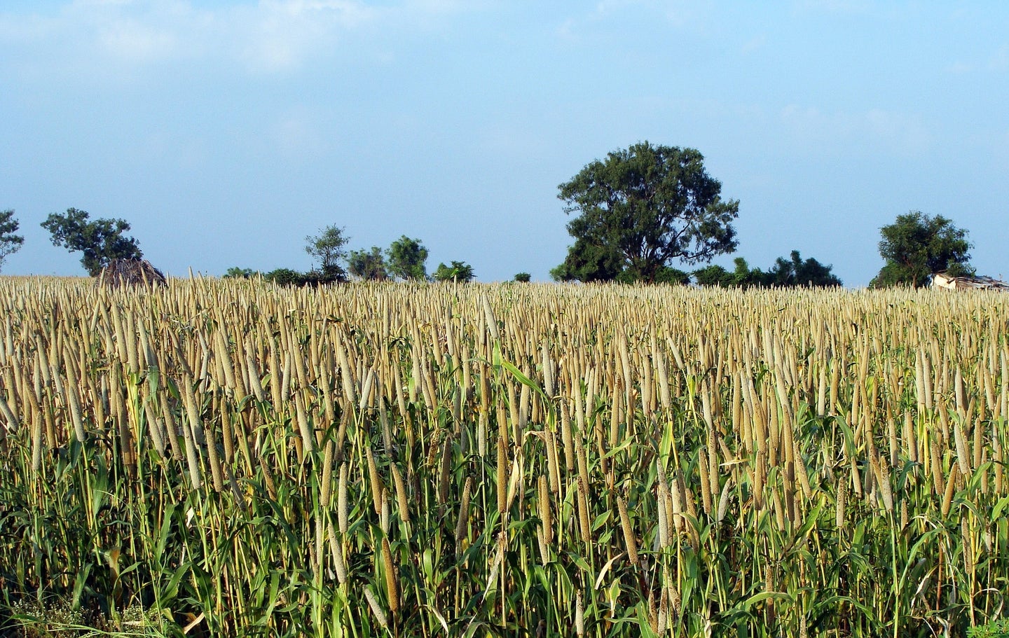 Field of pearl millet grain crops