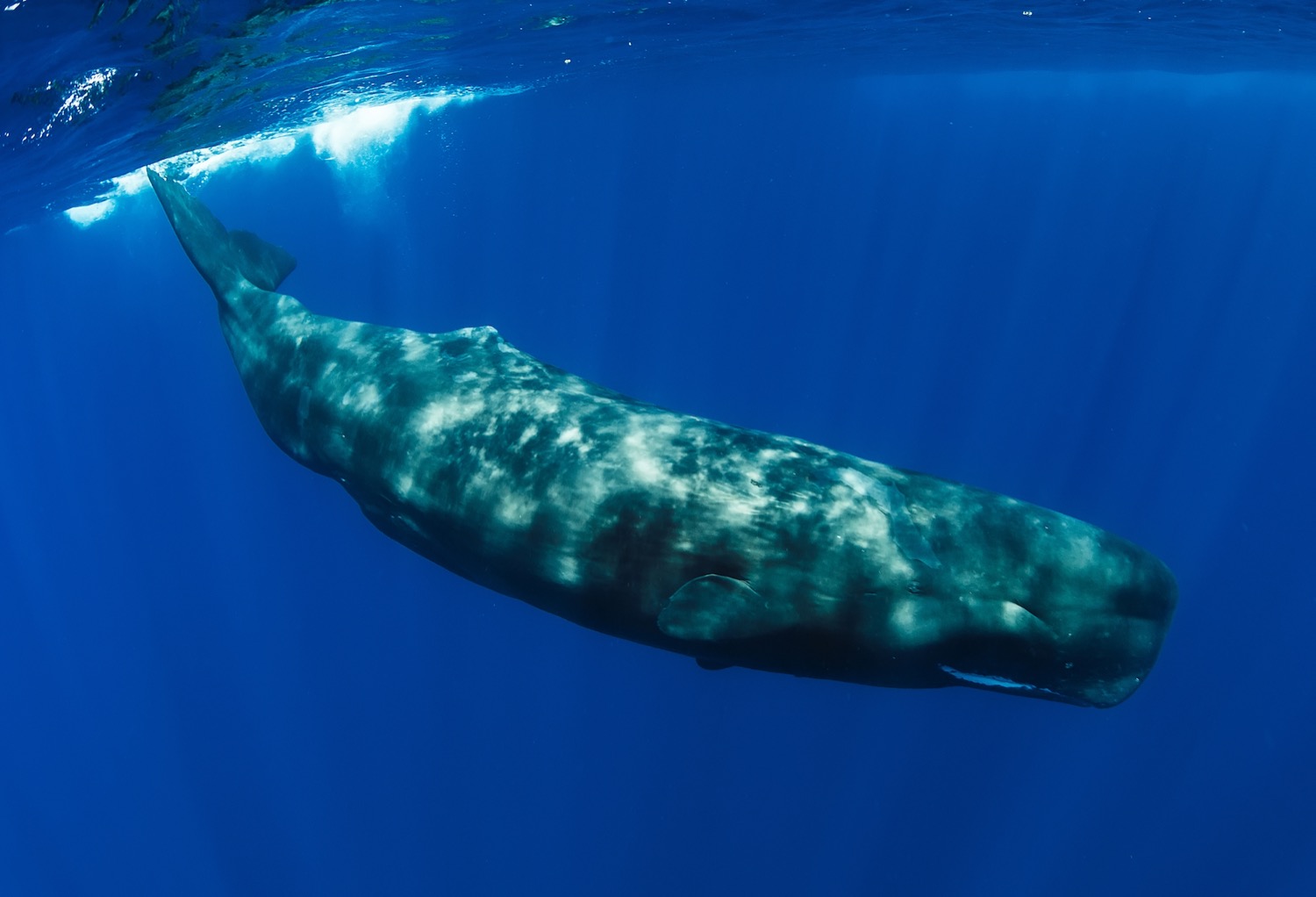a sperm whale swimming under water