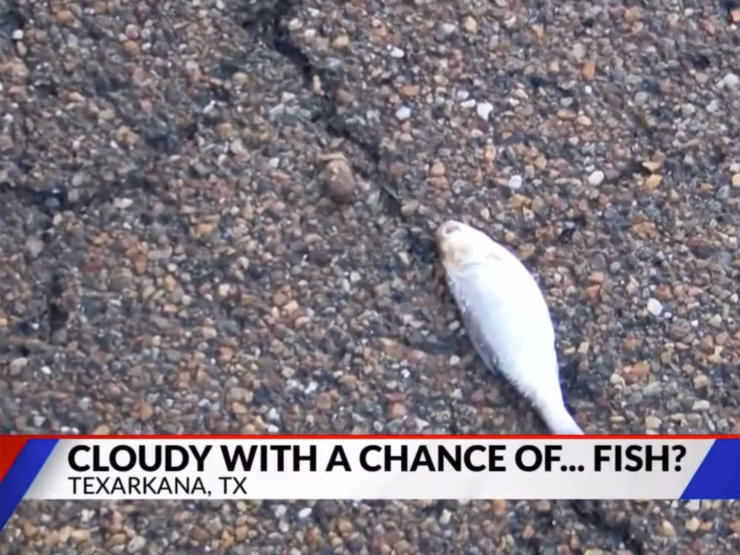Fish raining from sky on local news