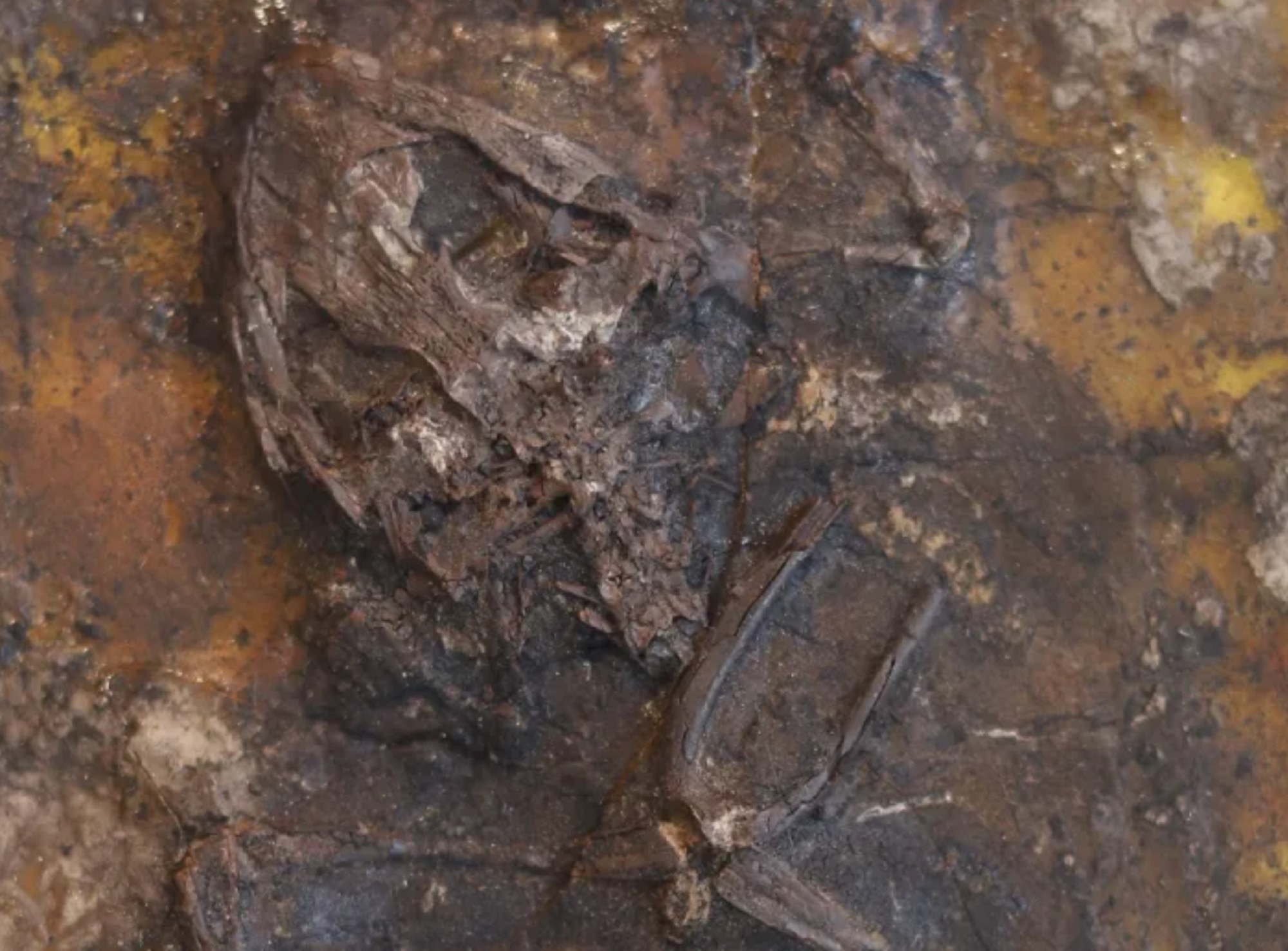 Fossil frog skeleton in rock from German swamp