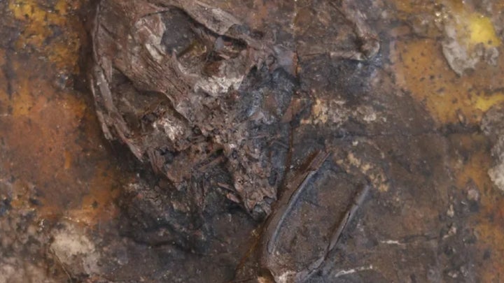 A swamp orgy went terribly wrong for these prehistoric frogs